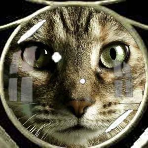 Jerusalem Cats